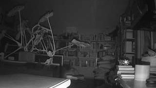 voyeurcam-bridgetleewalters-02