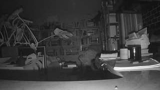 voyeurcam-bridgetleewalters-02